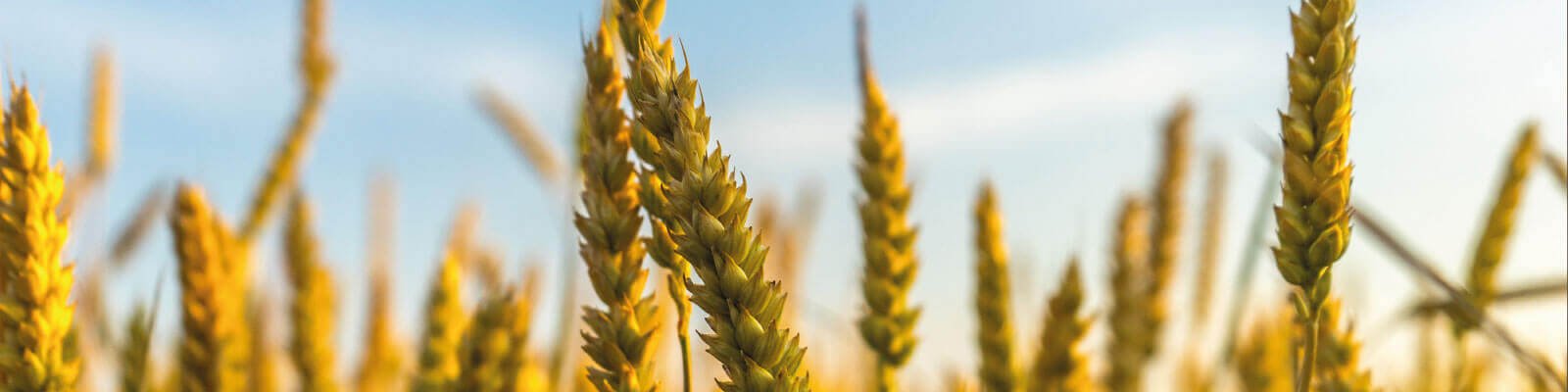 Herbs for an Enlarged Prostate (BPH)