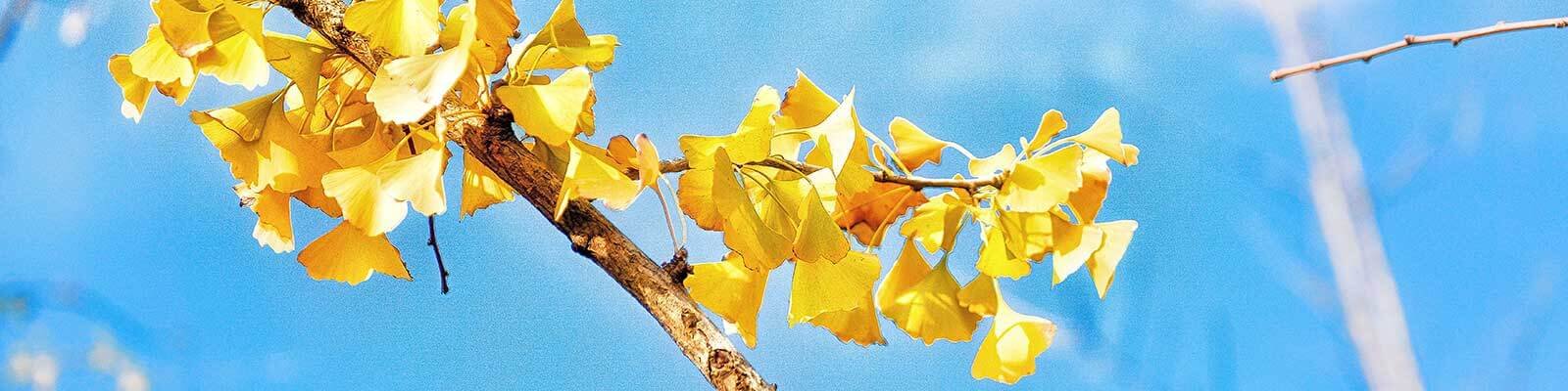 11 Benefits Of Ginkgo Biloba