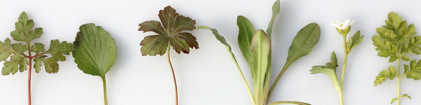 6 Natural Tips to Treat Bladder Problems