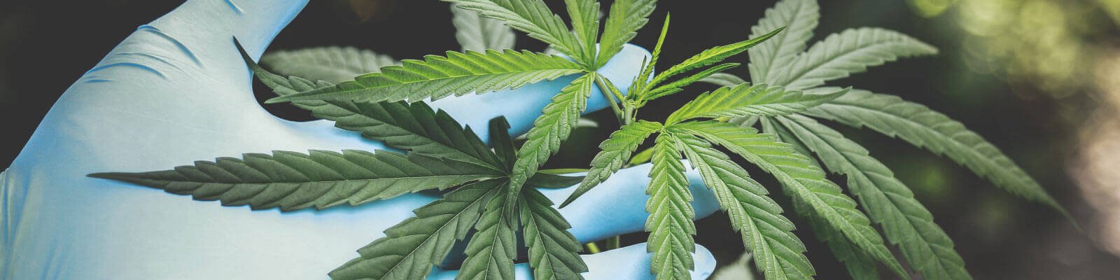 Cannabis Potentials in Prostate Cancer: THC, CBD, and PSA Levels
