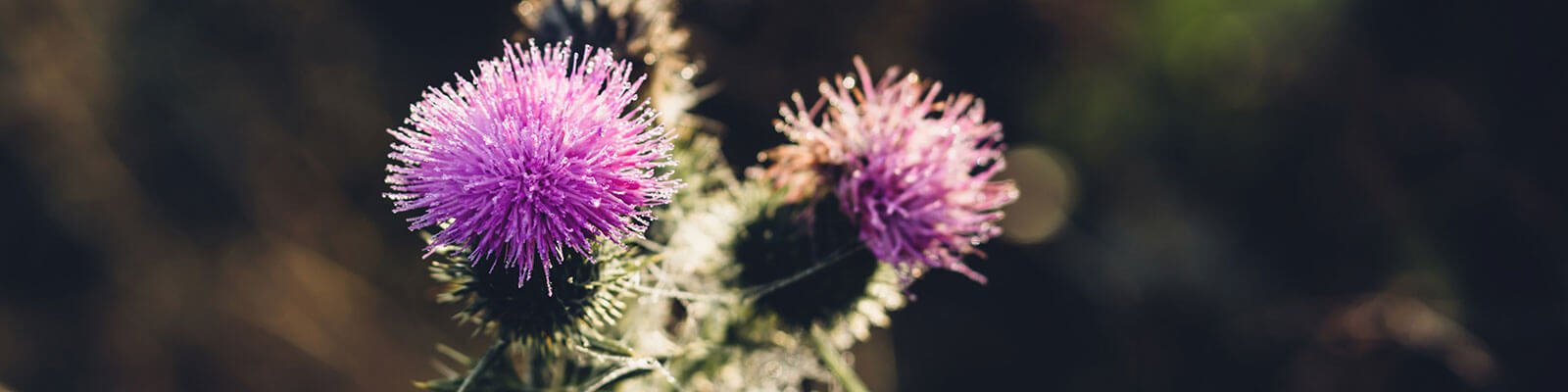 Milk Thistle And Your Liver: A Match Made In Heaven