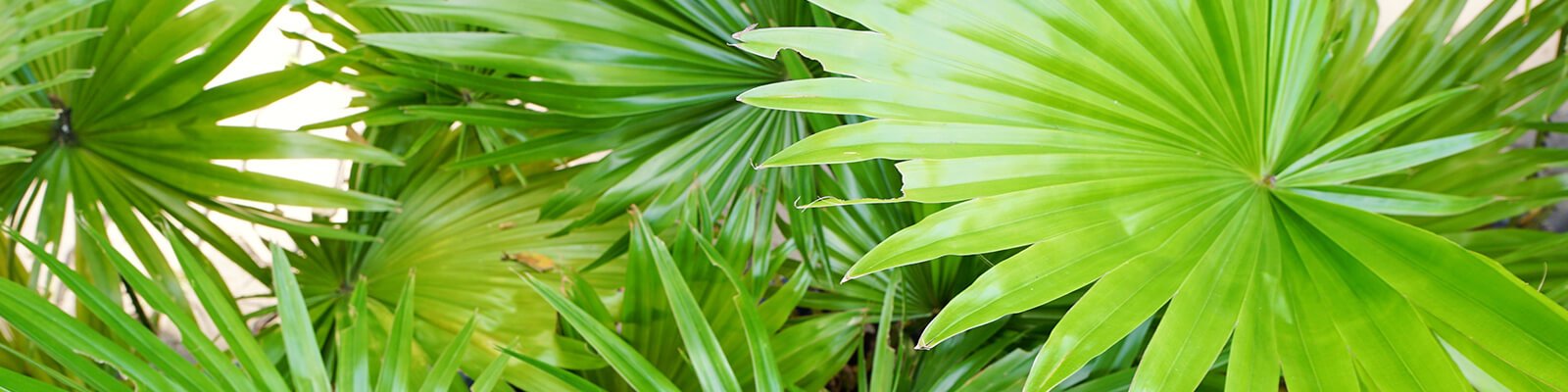 Can Saw Palmetto Treat an Enlarged Prostate?