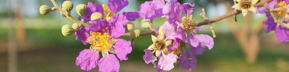 Banaba Leaf: Health Benefits, Uses, Side Effects, Dosage