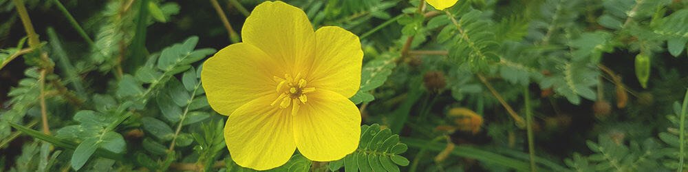 The Benefits of Tribulus Terrestris