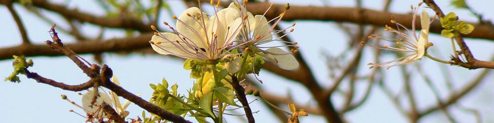 Crateva Nurvala (Varuna): Ayurvedic Treatment For BPH
