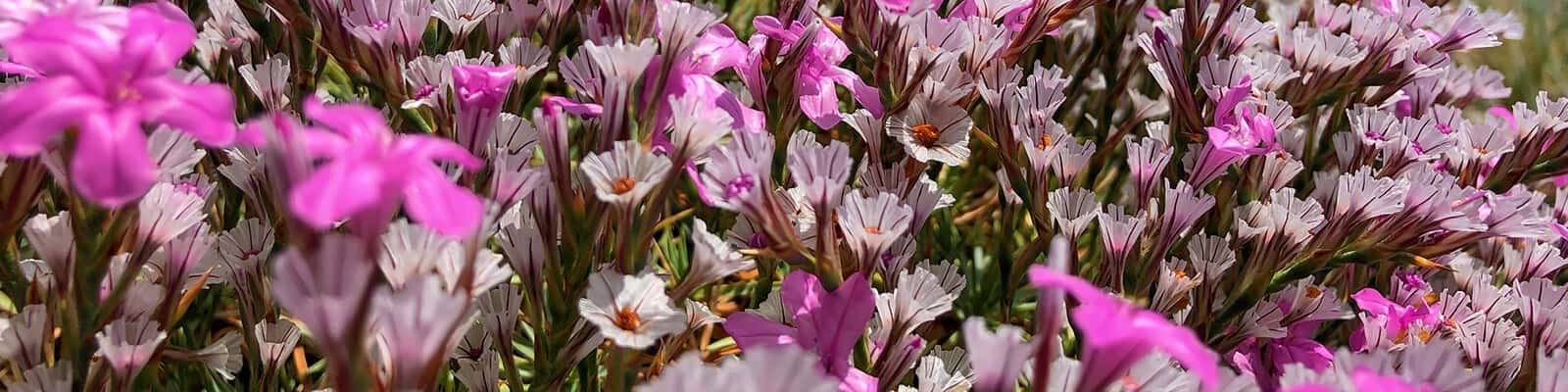 8 Natural Estrogen Blockers For Men (Natural Aromatase Inhibitors)