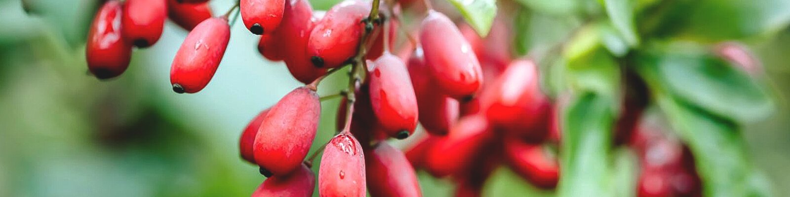 ‘Nature’s Ozempic’ Does this Powerful Supplement Help with Diabetes?