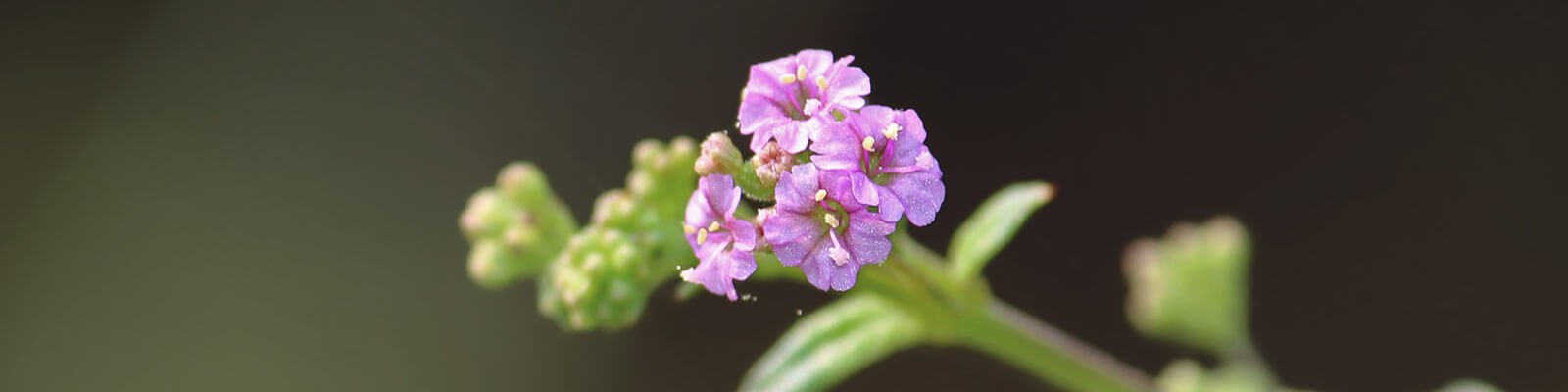 Punarnava: Benefits, Uses, Dosage, and Side Effects