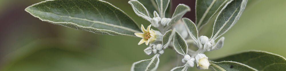 Ashwagandha For A Better Night’s Sleep?