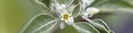 11 Proven Health Benefits Of Ashwagandha