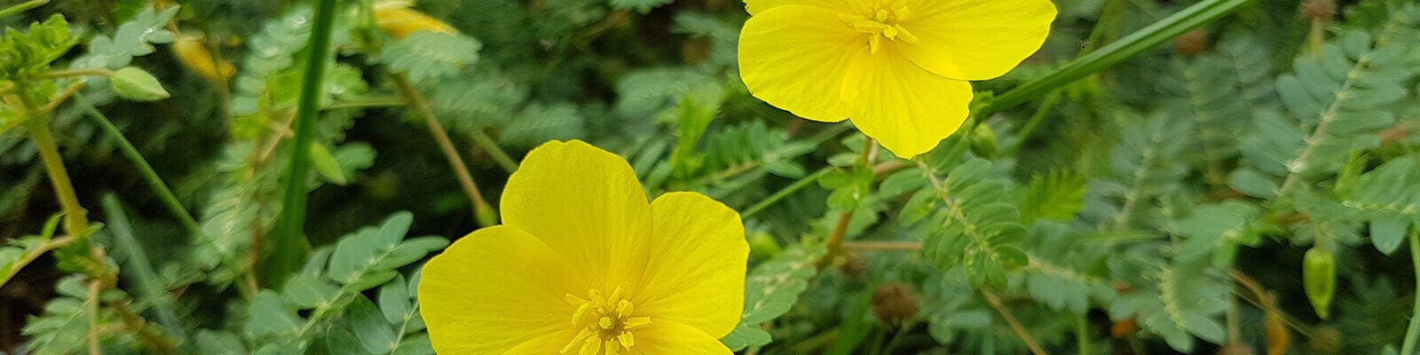 Does Tribulus Terrestris Build Muscle?