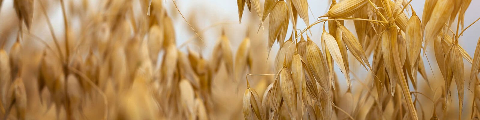 Can Oatstraw Extract Improve Your Health?