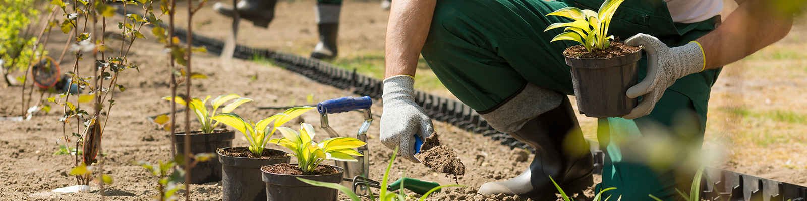 Can Gardening Exercises Aid With Prostate Health?