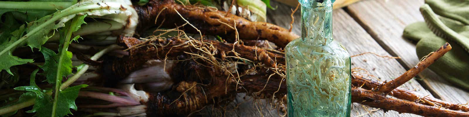 Does Dandelion Root Extract Have Anti-Cancer Properties?