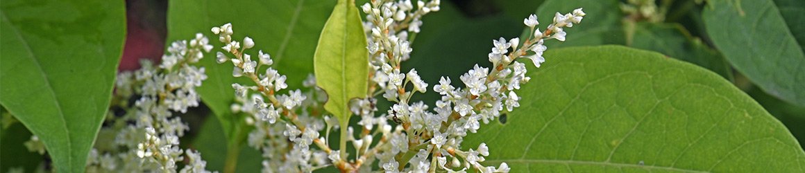 Resveratrol (Japanese Fleece Flower) for Prostate Health