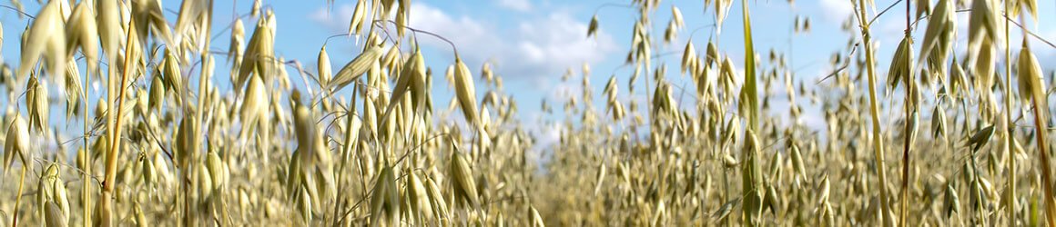 Milky Oat Seed Benefits For Male Sexual Health