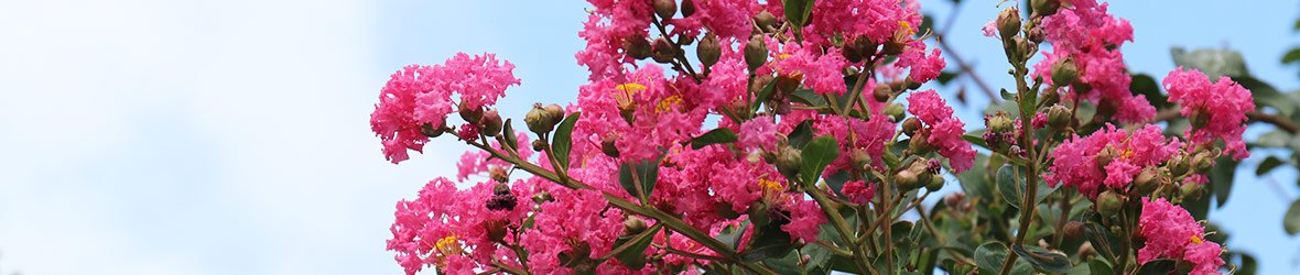 Can Banaba Leaves Help a UTI?