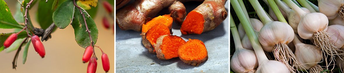 5 Natural Supplements That Are As Powerful as Drugs