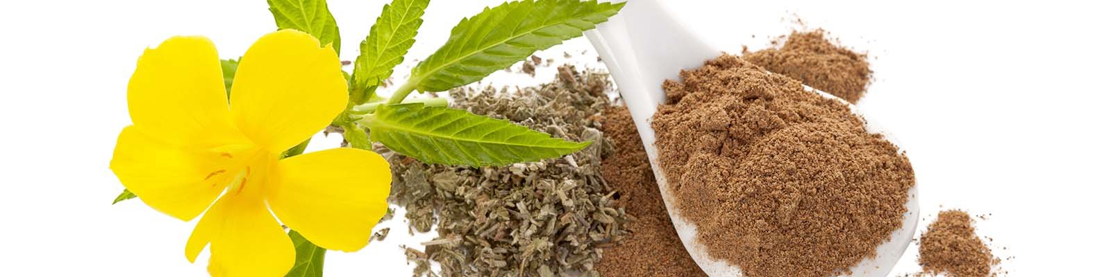 What Are The Health Benefits Of Damiana?