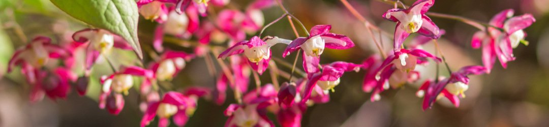 What Does Horny Goat Weed Do For Women?