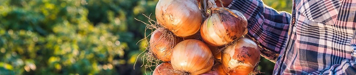 3 Benefits of Onions Sexually