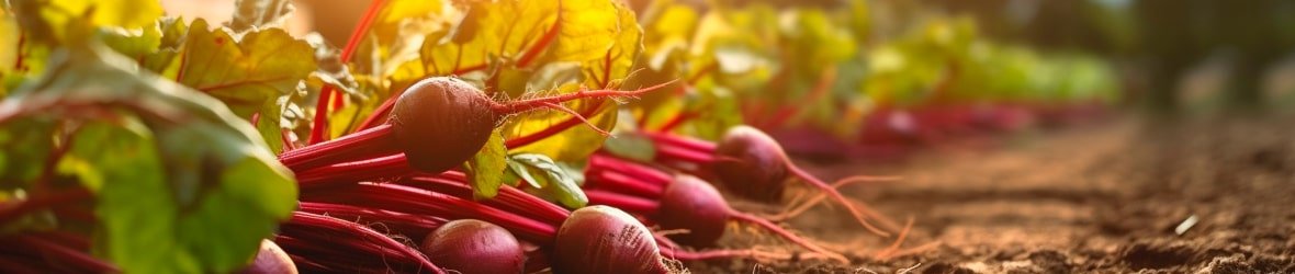 Does Beetroot Help Sexually? How It Works For Erectile Dysfunction