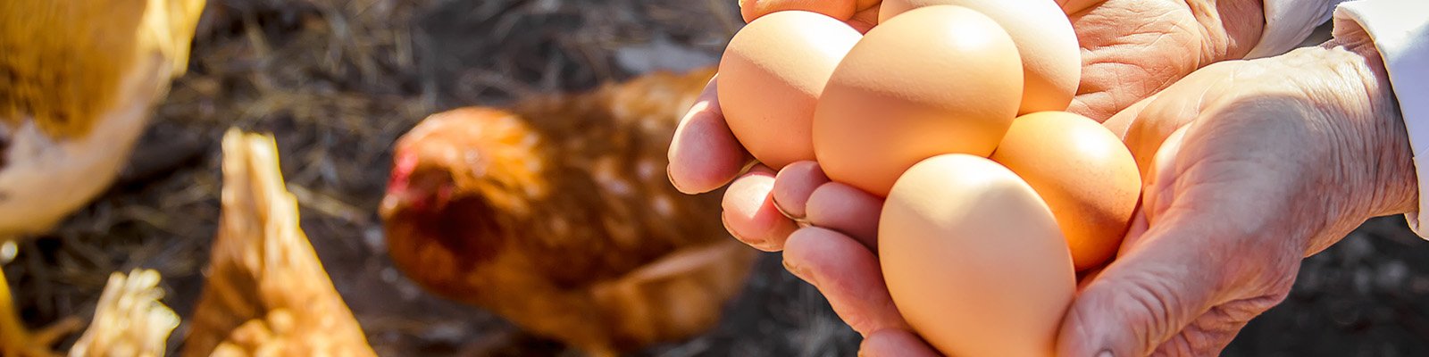 Can Eating Eggs Worsen Metformin’s Gastrointestinal Symptoms?