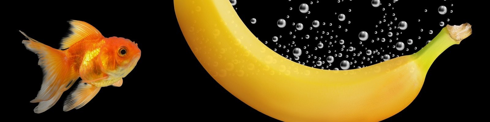 Get To Know Candiru: The Penis Fish That Swims Up The Urethra