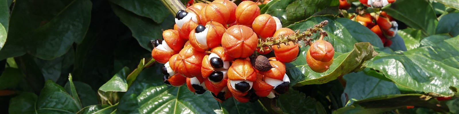 Guarana Benefits Sexually: Libido, ED, Sexual Performance, More