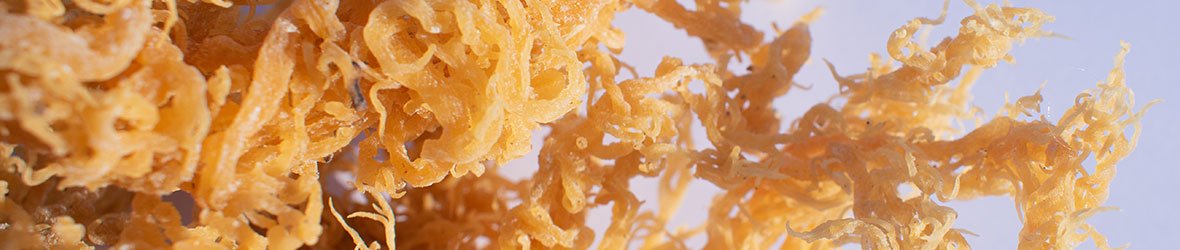 15 Benefits Of Sea Moss For Men: Prostate, Testosterone, Libido